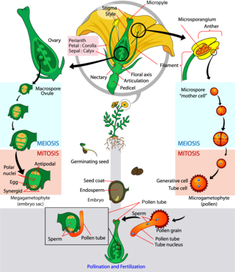 Life cycle of angiosperms