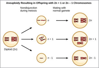 Aneuploidy of chromosomes