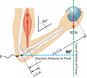 Figure is a schematic drawing of a forearm rotated around the elbow. A 50 pound ball is held in the palm. The distance between the elbow and the ball is 13 inches. The distance between the elbow and the biceps muscle, which causes a torque around the elbow, is 1.5 inches. Forearm forms a 60 degree angle with the upper arm. The line of action of the force of gravity on the weight extends vertically through the center of the weight and intersects a horizontal line extending from the elbow joint. The distance from the elbow to the intersection of the lines is the perpendicular distance used in calculating torque due to the weight.