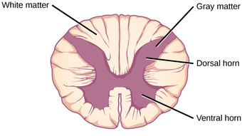 Spinal cord cross-section