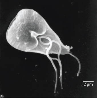 Giardia lamblia