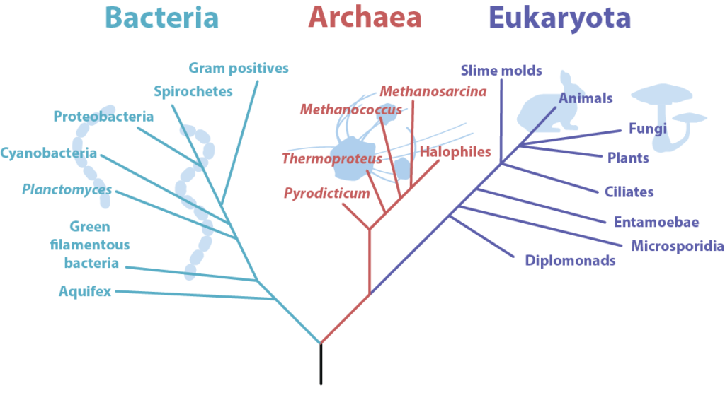 Phylogenetic Tree of Life.