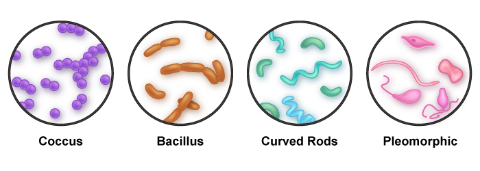 bacteria-morphology