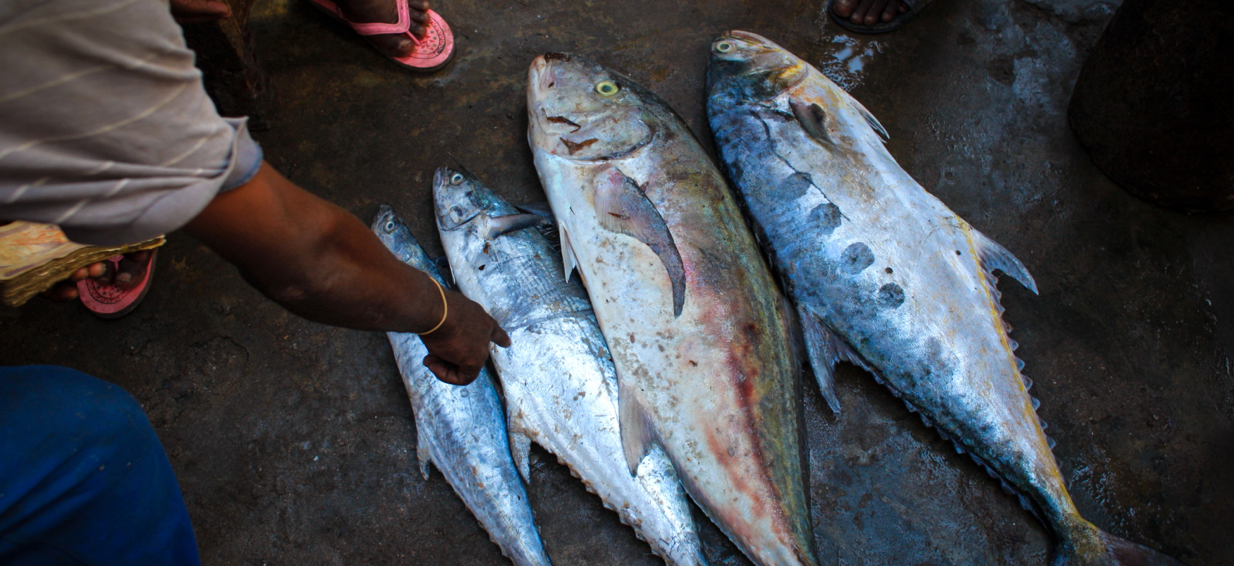 Color photo of dead fish on the ground with an arm pointing at them
