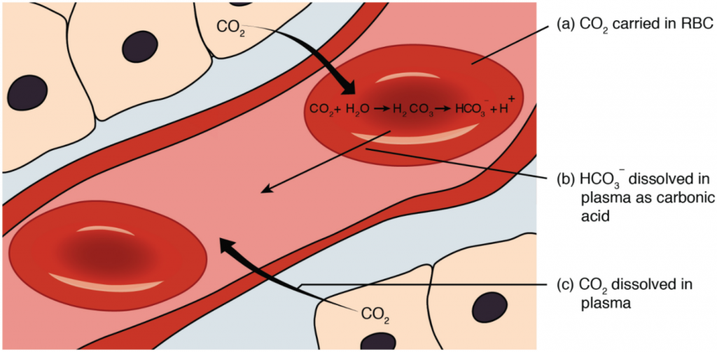 Diagram of carbon dioxide transport
