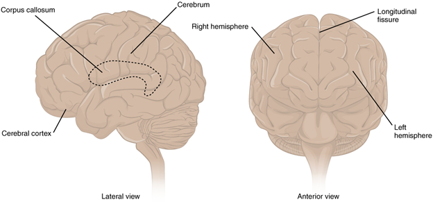 The cerebrum.