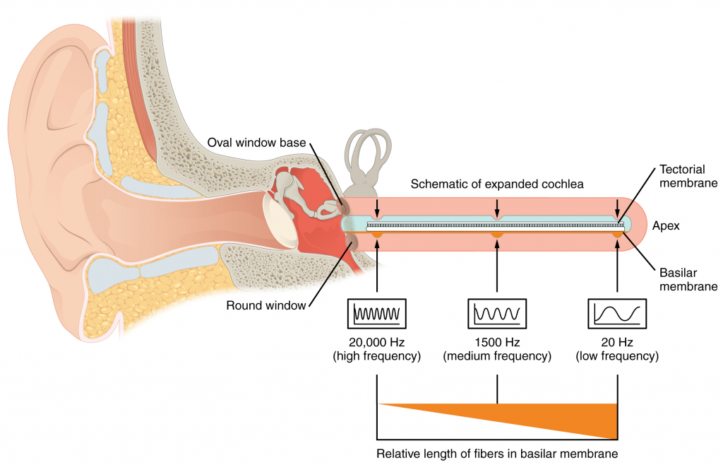 Frequency coding in the cochlea.