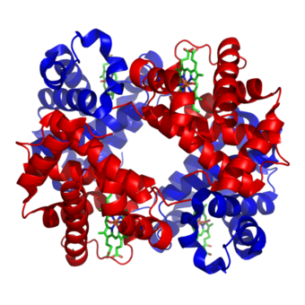Human Hemoglobin