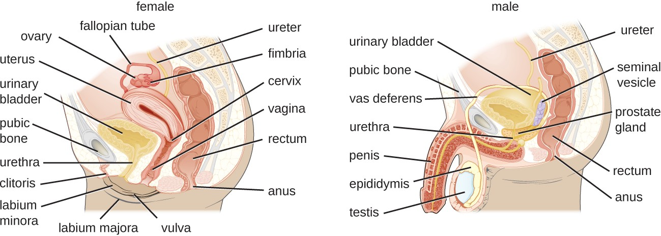 The female reproductive system is located in close proximity to the urinary system. In males, the urethra is shared by the reproductive and urinary systems.
