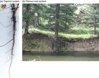 Root types