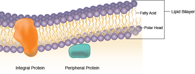 Plasma Membrane Structure.