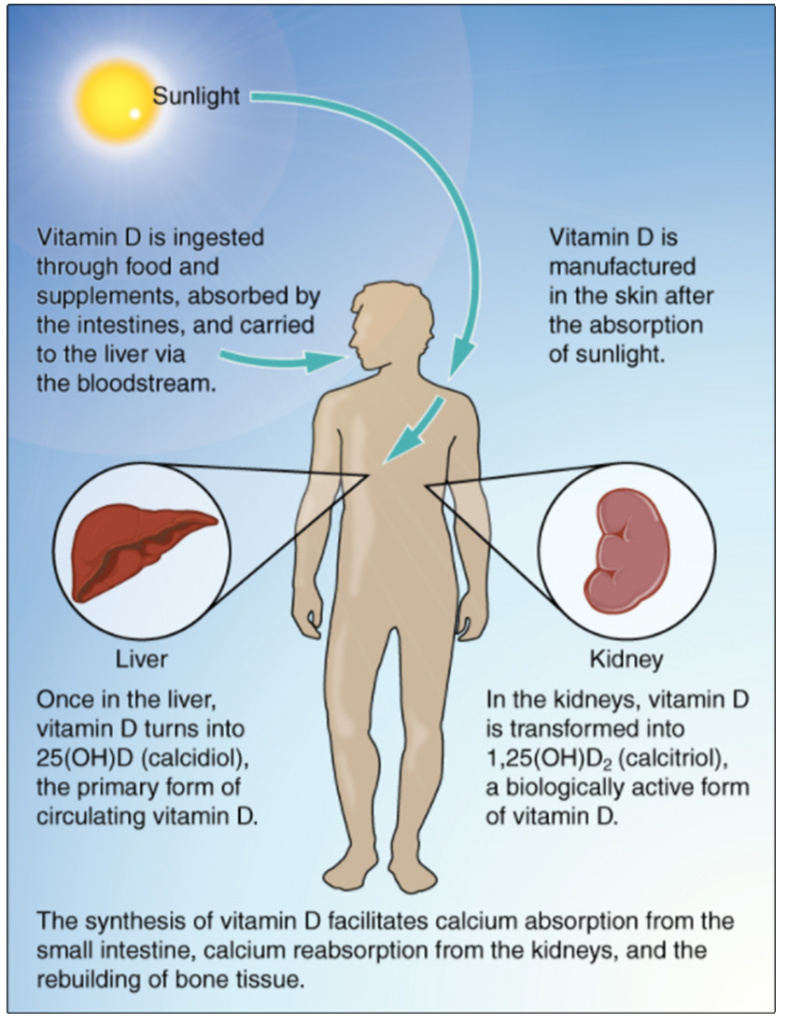 Diagram of vitamin D synthesis