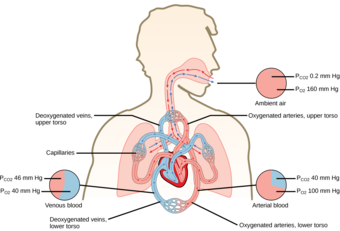 Partial pressures