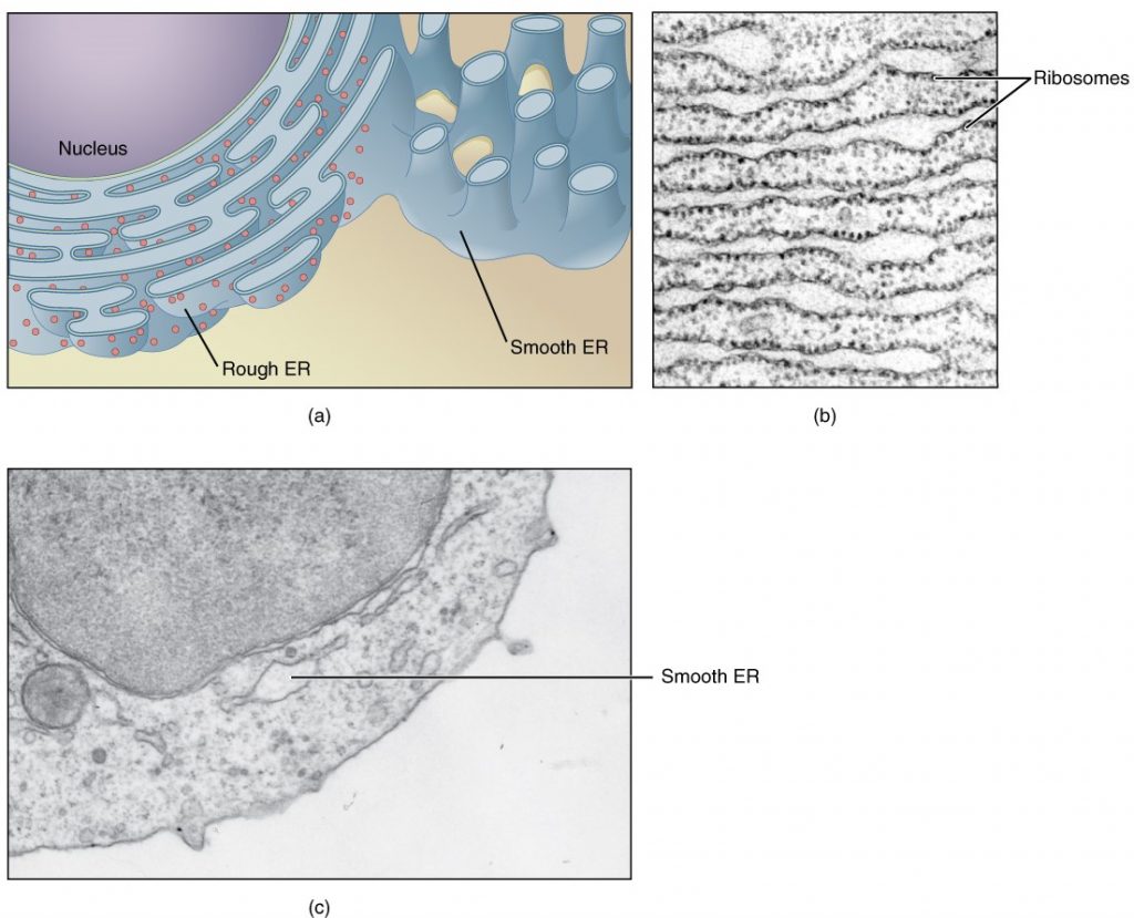 Endoplasmic reticulum diagram
