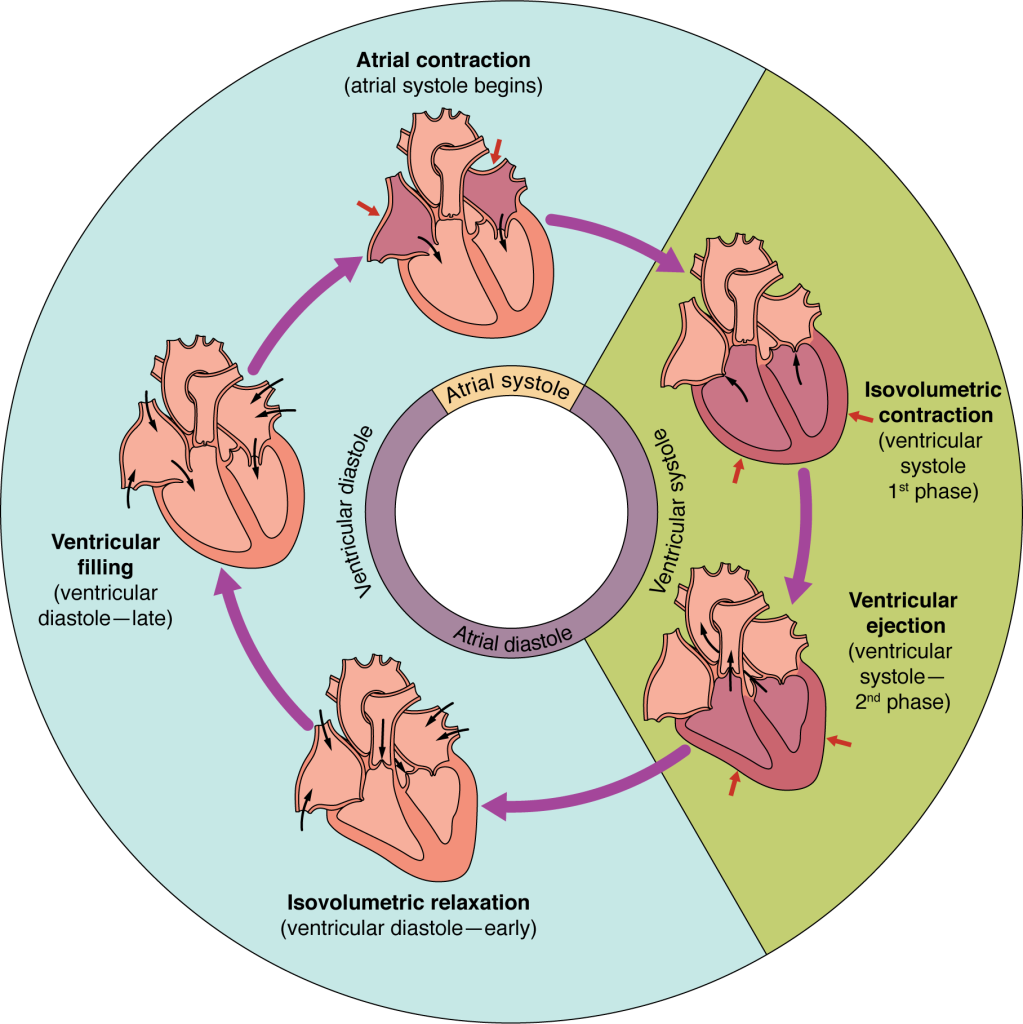 This pie chart shows the different phases of the cardiac cycle and details the atrial and ventricular stages.