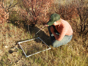 Scientist uses a quadrat to measure plant population size and density