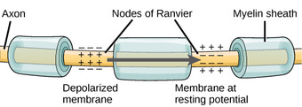 Nodes of Ranvier