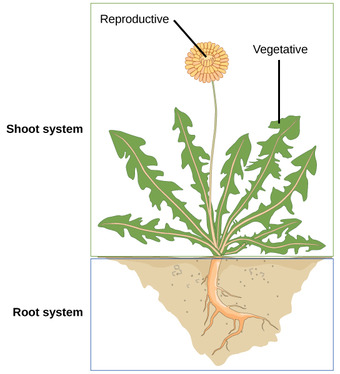 Example plant organ systems
