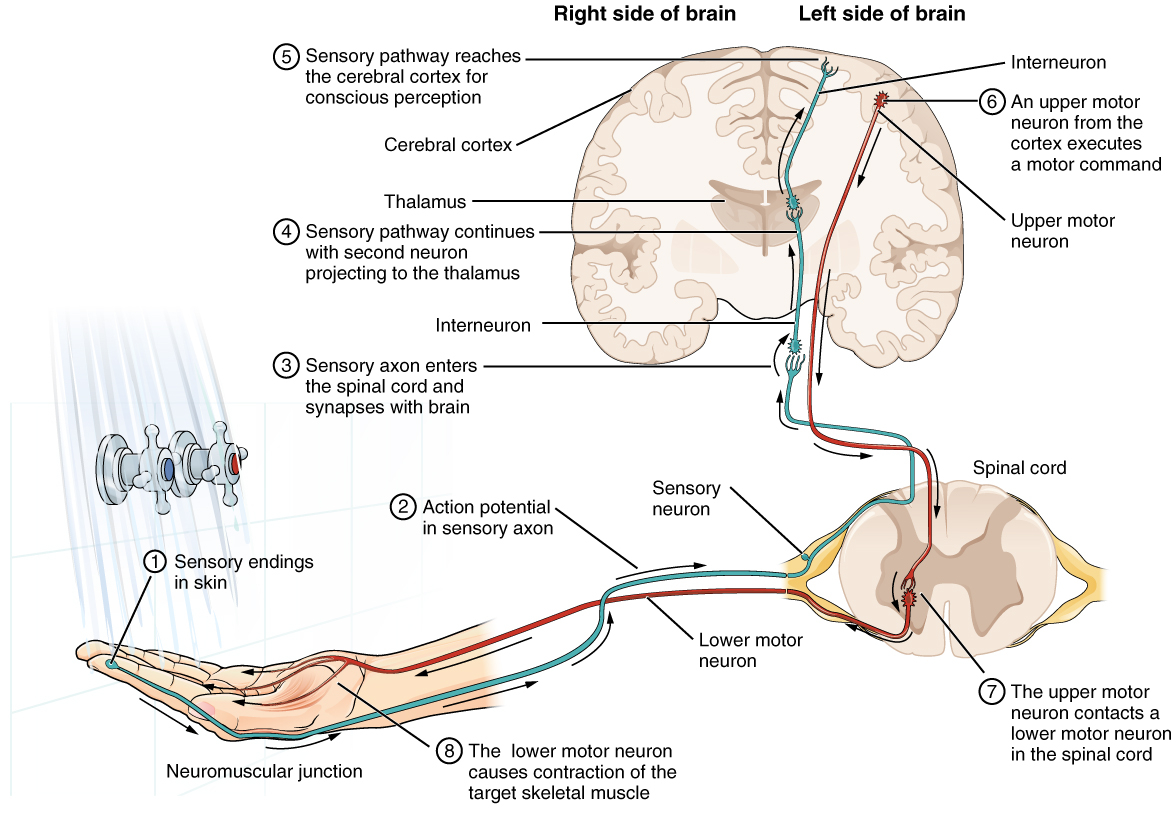 Drawing tha tshows an example of the sensory, integration and motor pathways from a limb to the spinal cord thent ot he barin and back