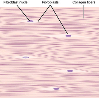 Fibrous connective tissue