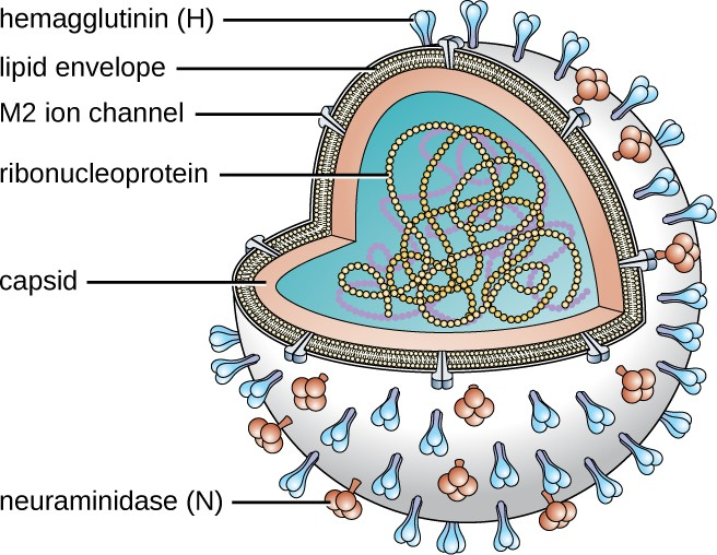 The illustration shows the structure of an influenza virus. The viral envelope is studded with copies of the proteins neuraminidase and hemagglutinin, and surrounds the individual seven or eight RNA genome segments.