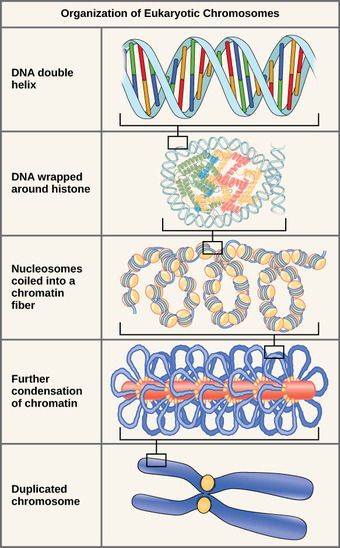 Levels of DNA Compaction
