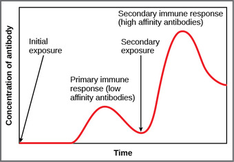Primary versus secondary immune response