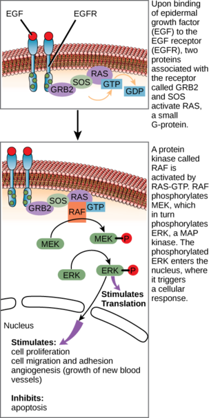 Ligand Initiated Signaling Pathway