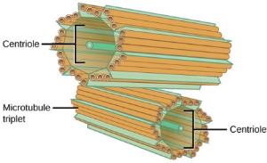 Centrioles: (found in an area in the cell called centrosome). Organize DNA movement during cell division 