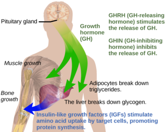 Effects of growth hormone