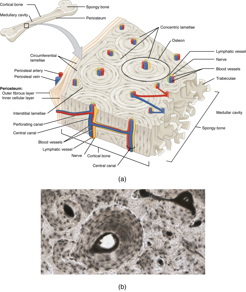 A generic long bone is shown at the top of this illustration. The bone is split in half lengthwise to show its internal anatomy. The outer gray covering of the bone is labeled the periosteum. Within the periosteum is a thin layer of compact bone. The compact bone surrounds a central cavity called the medullary cavity. The medullary cavity is filled with spongy bone at the two epiphyses. A callout box shows that the main image is zooming in on the compact bone on the left side of the bone. On the main image, the periosteum is being peeled back to show its two layers. The outer layer of the periosteum is the outer fibrous layer. This layer has a periosteal artery and a periosteal vein running along its outside edge. The inner layer of the periosteum is labeled the inner osteogenic layer. The compact bone lies to the right of the periosteum and occupies the majority of the main image. Two flat layers of compact bone line the inner surface of the ostegenic periosteum. These sheets of compact bone are called the circumferential lamellae. The majority of the compact bone has lamellae running perpendicular to that of the circumferential lamellae. These concentric lamellae are arranged in a series of concentric tubes. There are small cavities between the layers of concentric lamellae called lacunae. The centermost concentric lamella surrounds a hollow central canal. A blue vein, a red artery, a yellow nerve and a green lymph vessel run vertically through the central canal. A set of concentric lamellae, its associated lacunae and the vessels and nerves of the central canal are collectively called an osteon. The front edge of the diagram shows a longitudinal cross section of one of the osteons. The vessels and nerve are visible running through the center of the osteon throughout its length. In addition, blood vessels can run from the periosteum through the sides of the osteons and connect with the vessels of the central canal. The blood vessels travel through the sides of the osteons via a perforating canal. The open areas between neighboring osteons are also filled with compact bone. This “filler” bone is referred to as the interstitial lamellae. At the far right of the compact bone, the edge of the spongy bone is visible. The spongy bone is a series of crisscrossing bony arches called trabeculae. There are many open spaces between the trabeculae, giving the spongy bone its sponge-like appearance.