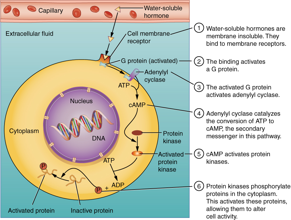 Binding of water-soluble hormones