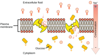 Secondary Active Transport