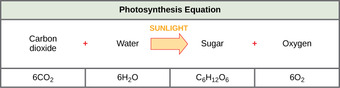 Chemical equation for photosynthesis