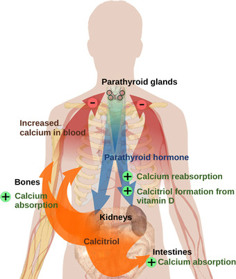 Regulation of blood calcium levels