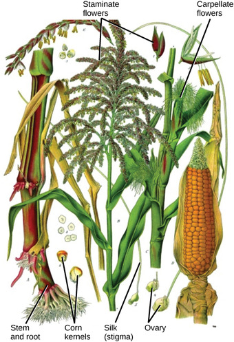 Staminate and carpellate flowers