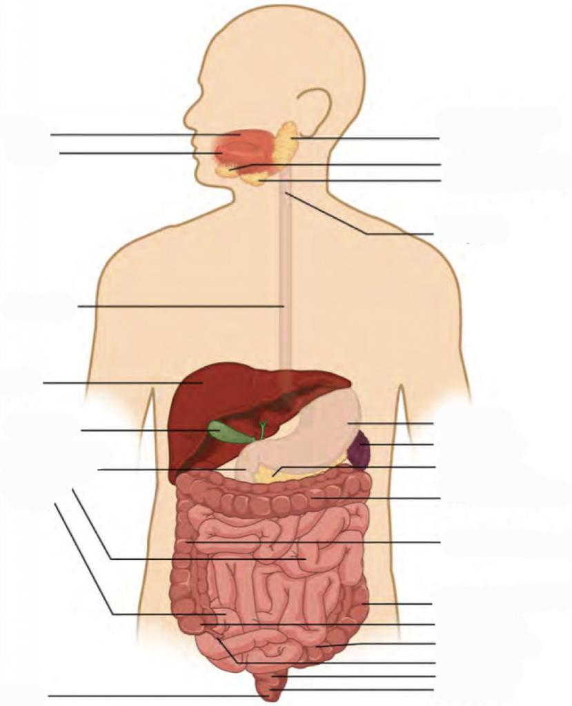 Predefined space to label all the parts of the Organ System