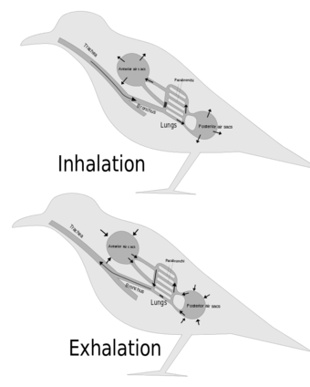 Bird Respiration