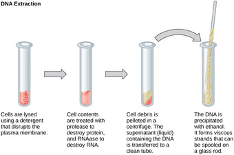 DNA Extraction