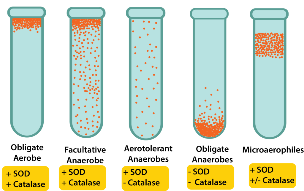 Oxygen and Bacterial Growth.