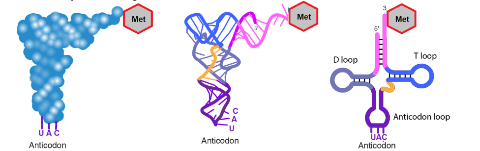 Figure 4.11 Different representations of the same tRNA showing the three nucleotides that form the anticodon (UAC in this example) and the amino acid-accepting end of the molecule (with the amino acid methionine, Met, in this example). Art derivative of National Human Genome Research Institute in Public Domain