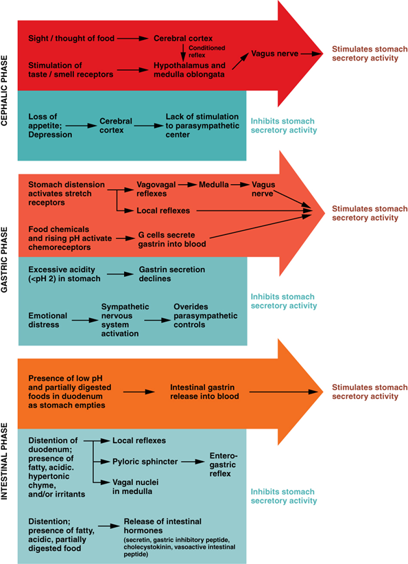 The three phases of gastric secretion.