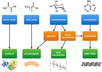 Living organisms are made up of chemical building blocks