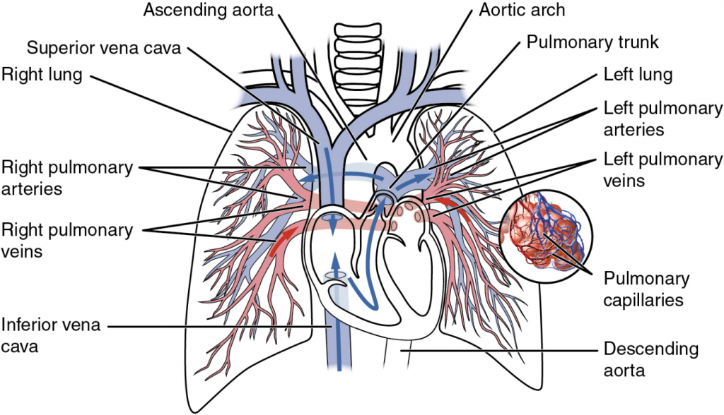 Pulmonary circuit