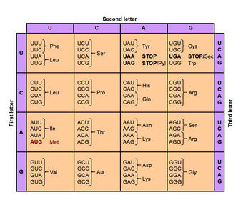 Genetic Code Table.
