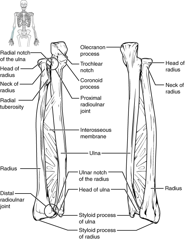 Diagram of Ulna and radius