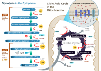Cellular respiration in a eukaryotic cell