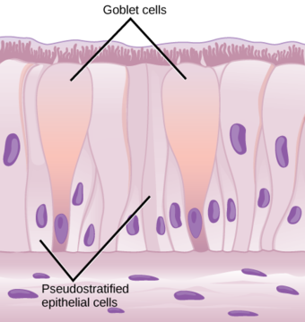Pseudostratified columnar epithelia