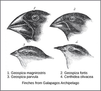Beak Shape Among Finch Species