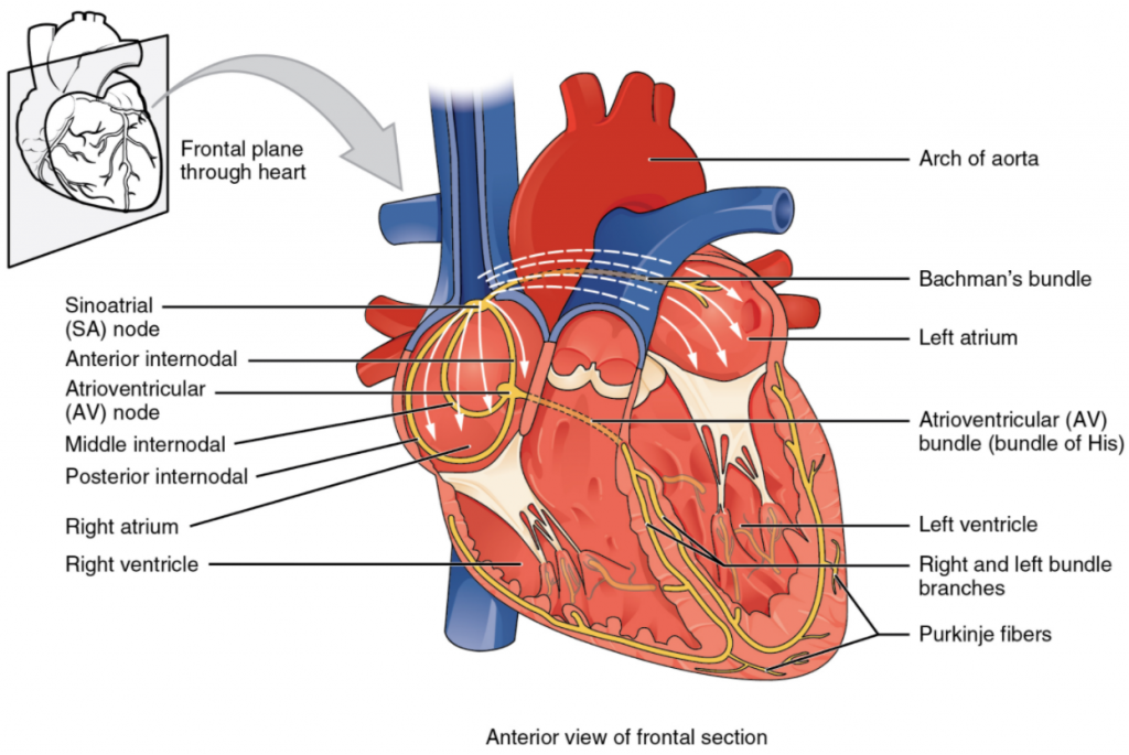 Conduction system of the heart